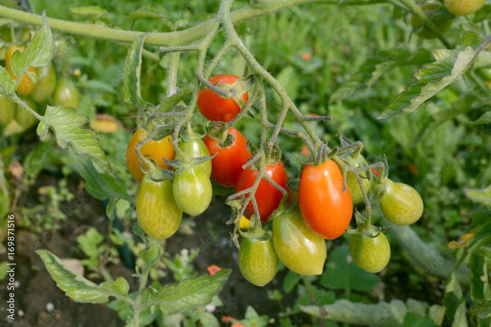 Rainbow cherry plum tomato truss with many fruits Rainbow cherry plum tomato truss with many fruits