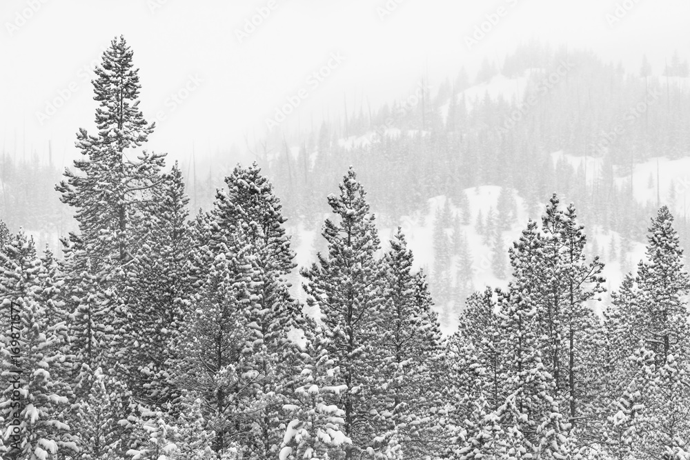 Fototapeta premium Snow Covered Pine Trees in Mountain Forest