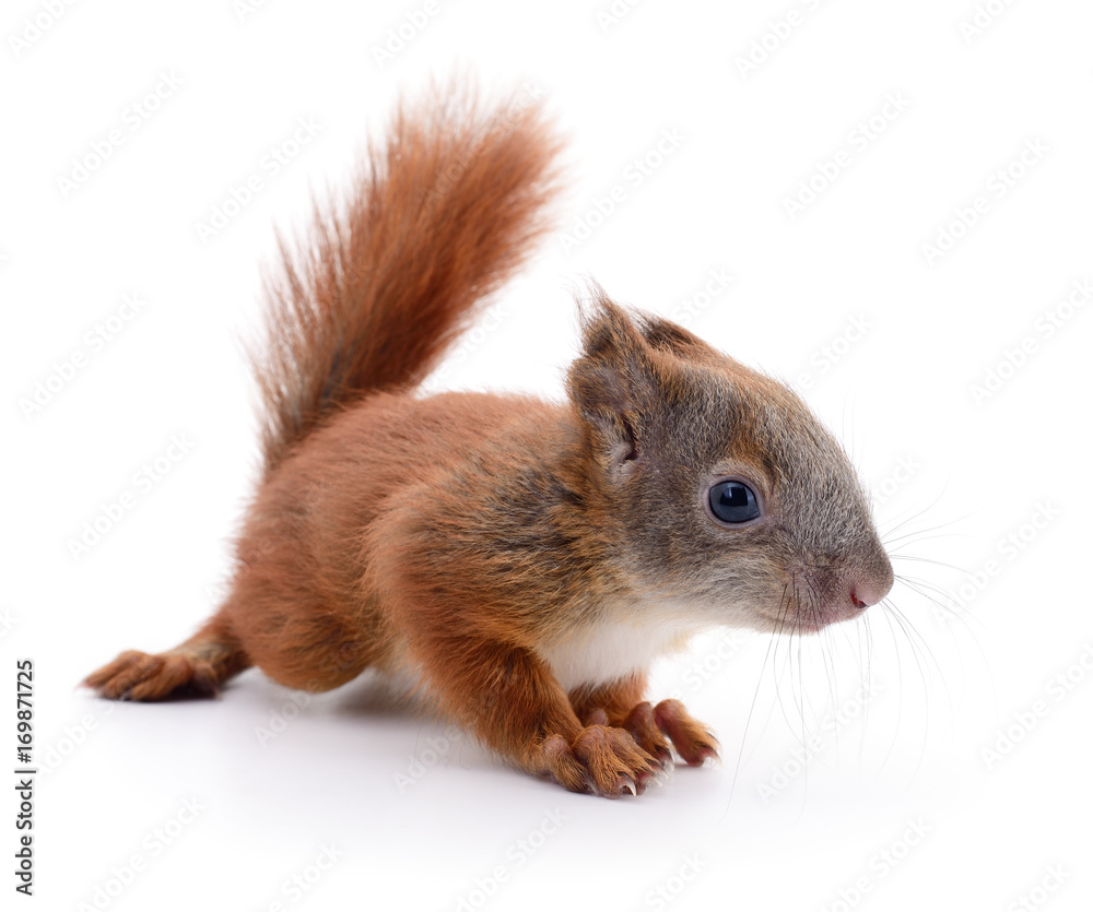 Obraz premium Eurasian red squirrel.