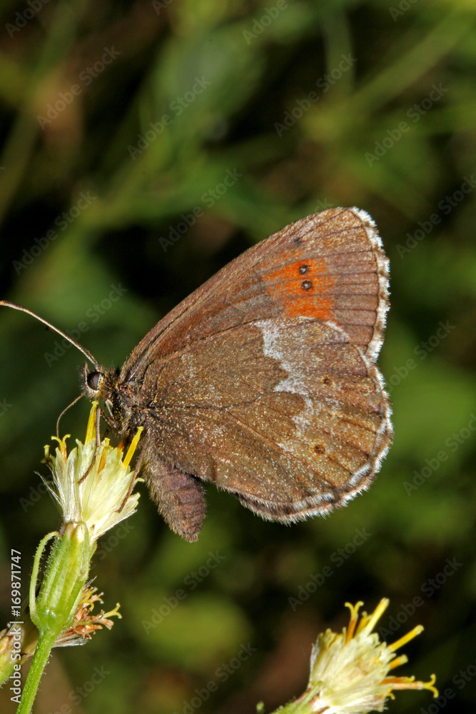 Obraz premium farfalla bruna tipica della montagna (Erebia euryale)