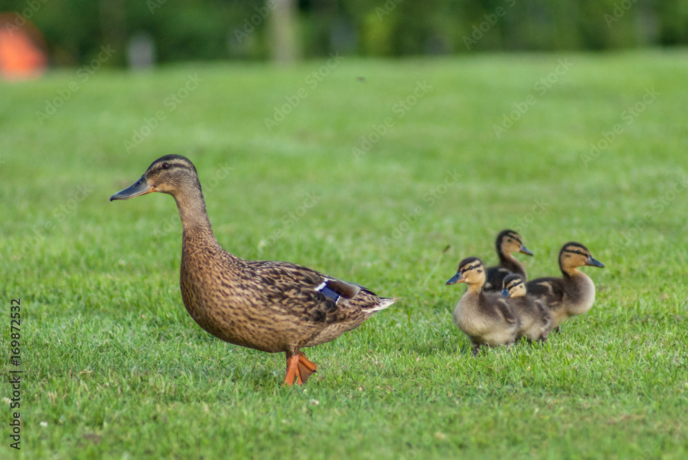 Family of Ducks walking across field Family of Ducks walking across field