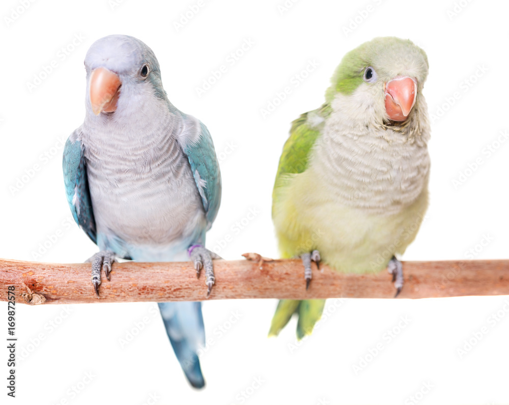 Obraz premium Monk parakeet in studio