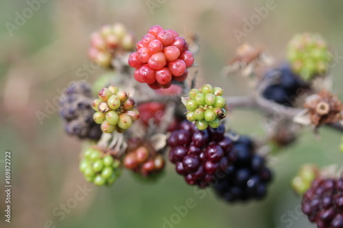 Фотография Blackberries