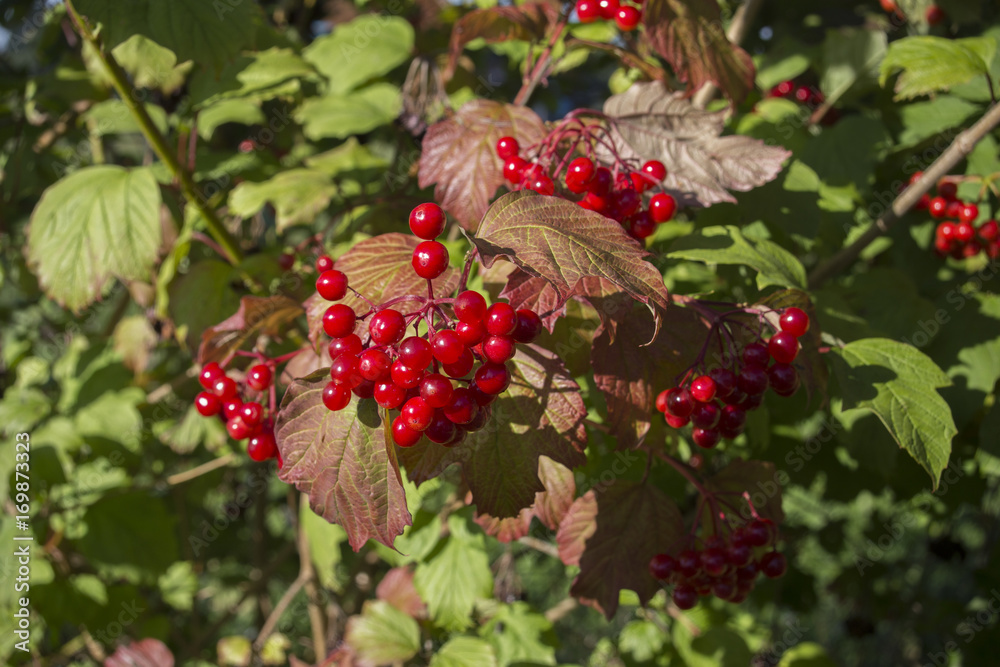 European cranberry bush - fruits in the autumn