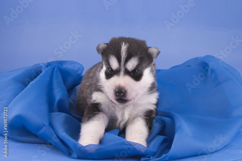 Husky Welpe liegt auf kuscheliger blauem Stoff