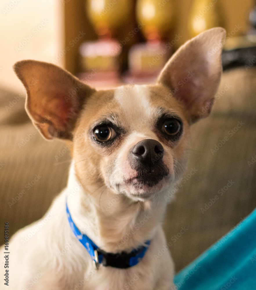 Mixed Breed chihuahua Mixed Breed chihuahua