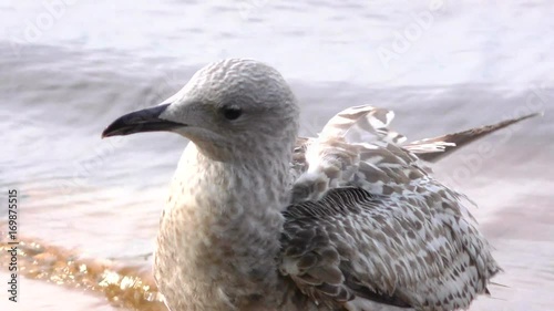 Nestling cormorant Fulmar - glance. Seagull ship-followers - perfect. The world of animals around. photo