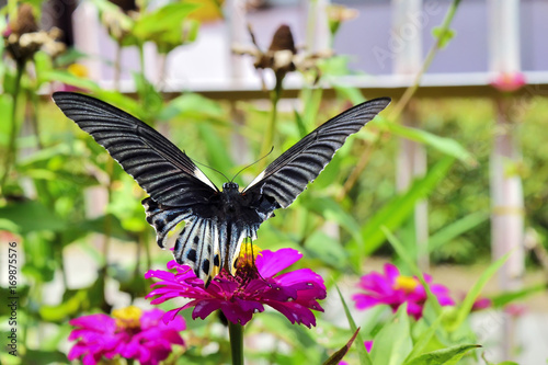 Black butterfly papilia memnon flapping wings on the red flower photo