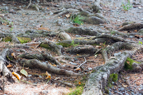Tree Roots