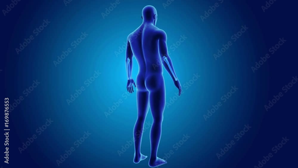 Ulna and radius with body Ulna and radius with body