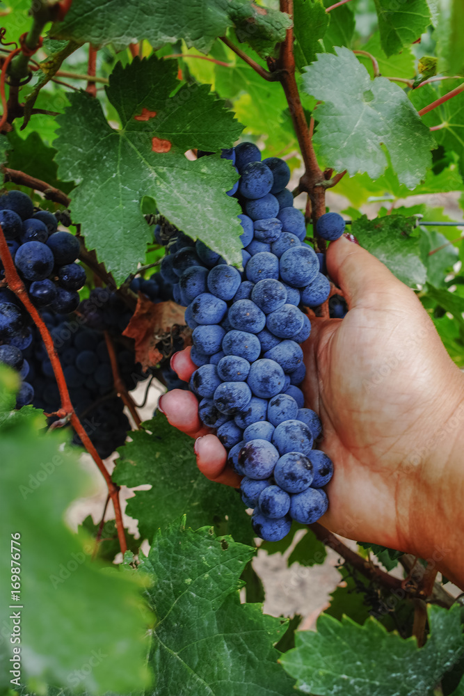 Ripe red wine grape ready to harvest