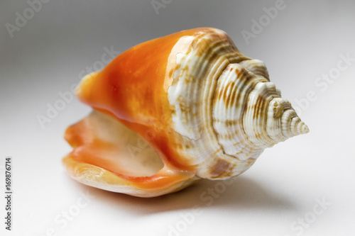 Beautiful orange shell close-up