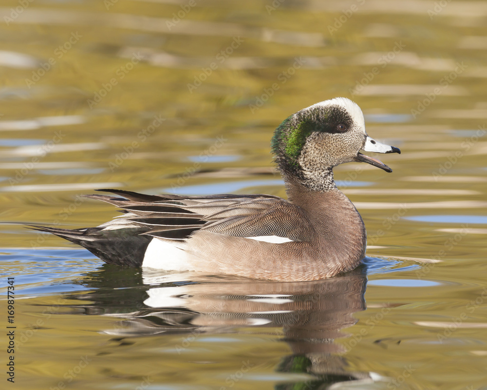 American Widgeon Duck American Widgeon Duck