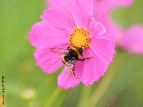 蜜蜂と花びら
