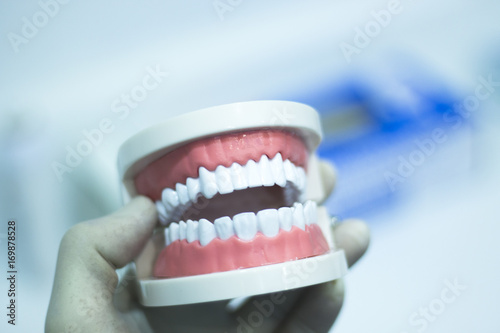 Dental teeth mouth model