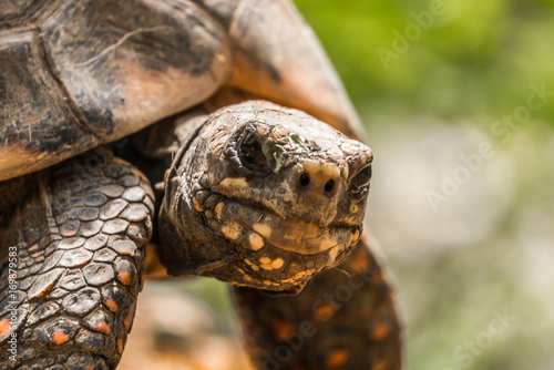 Tortoise Profile