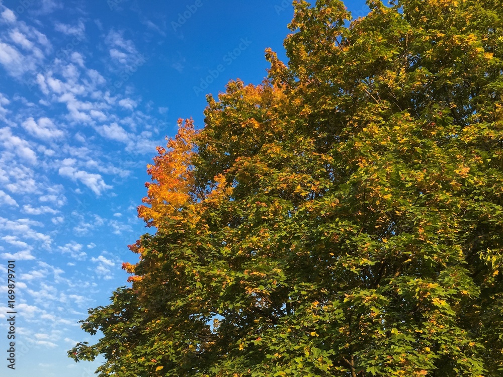 Naklejka premium Осенняя листва