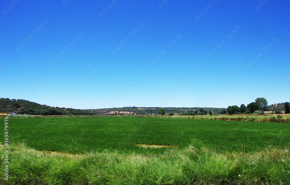 green rice field and blue sky at south of Portugal