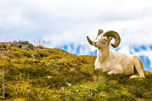 Pecora di Dall, Dall Sheep, thintorn sheep, ovis dalli photo