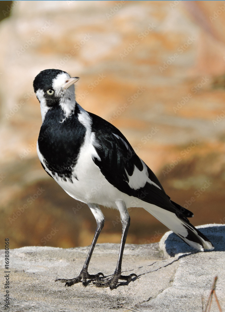 Fototapeta premium Magpie-lark also known as Peewee