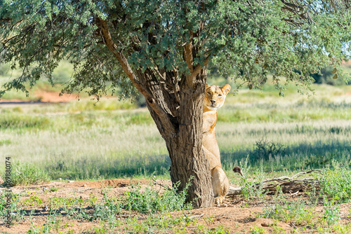 Portrait of Lioness leaning against tree photo