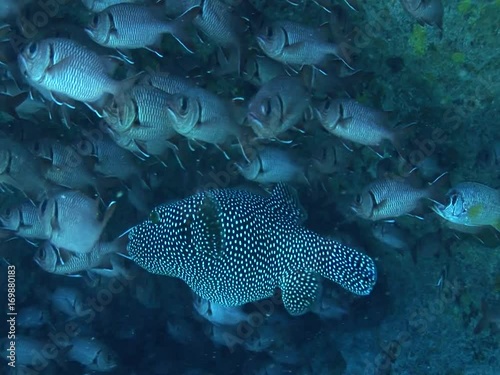 white spooted pufferfish photo