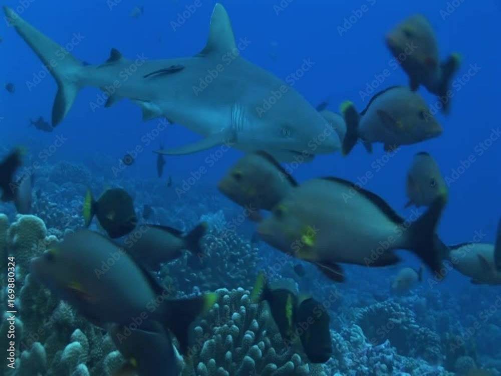 grey reefshark swim towards camera, close