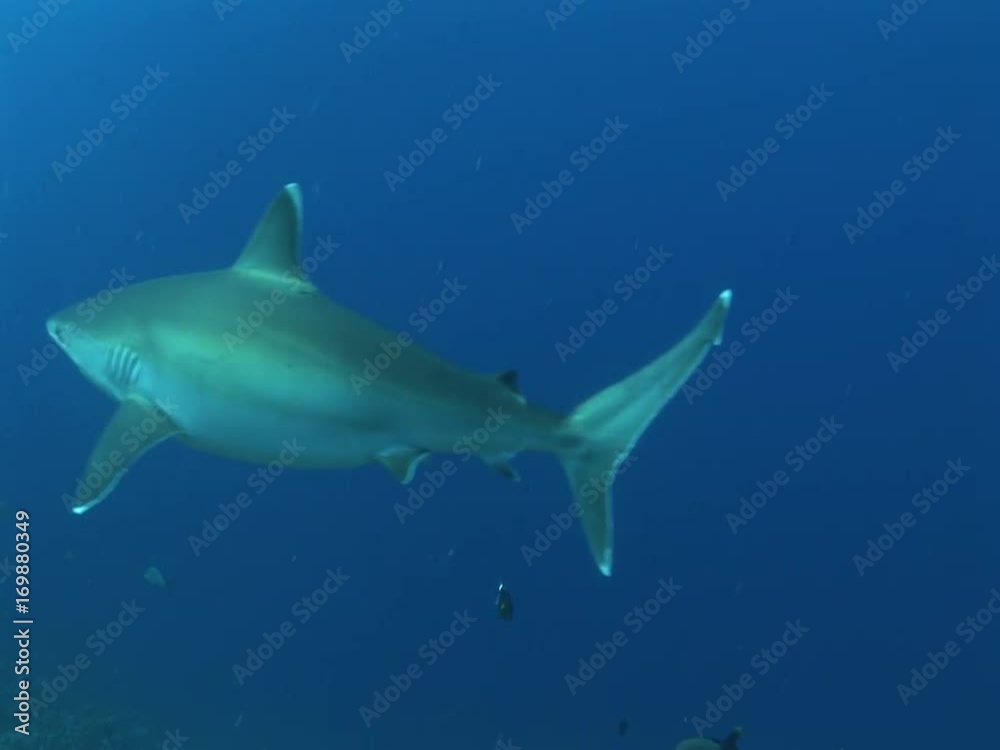silvertip shark swims towards camera silvertip shark swims towards camera