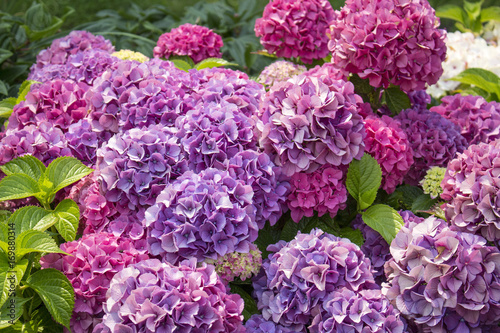 満開のピンクと紫の紫陽花の花