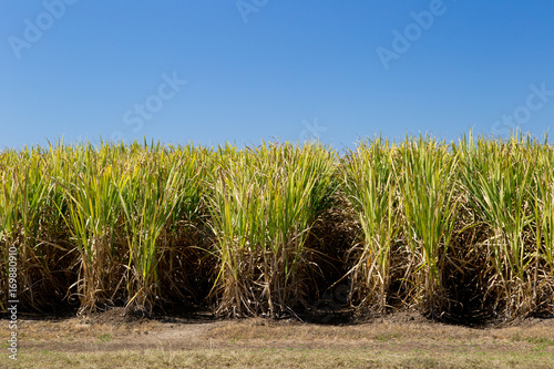 Sugar Cane crop in field ready for harvest