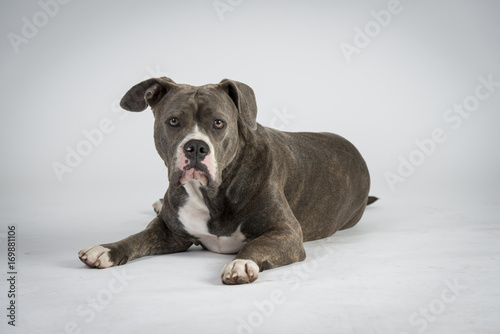 Hundeportraots-Bulldog-Kopf-schwarz-wei  