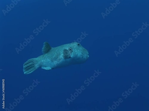 giant pufferfish, arothron stellatus photo