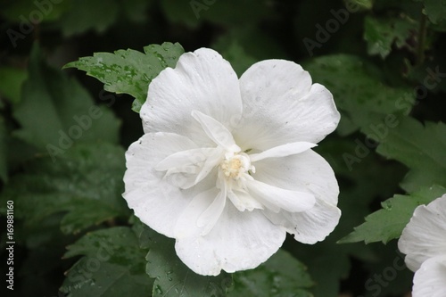 White Flower