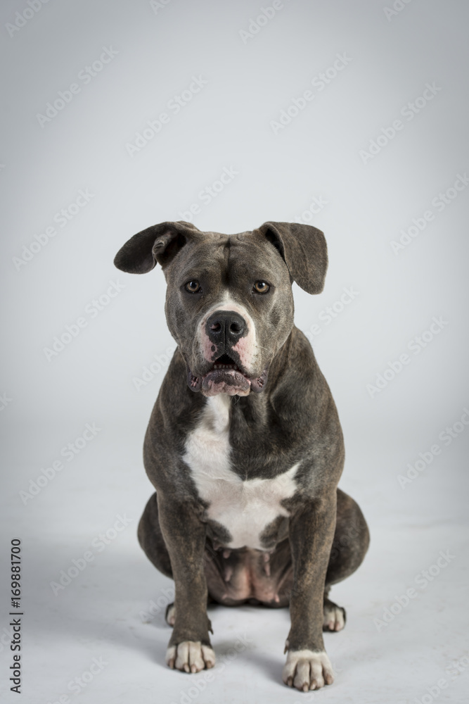 Obraz premium Bulldog sitzt erwartend und schaut in kamera