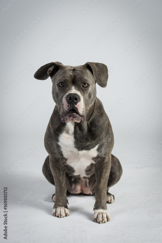 Hundeportraots-Bulldog-Kopf-schwarz-weiß Hundeportraots-Bulldog-Kopf-schwarz-weiß