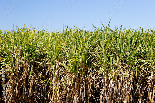 Sugar Cane crop in field ready for harvest with blue sky