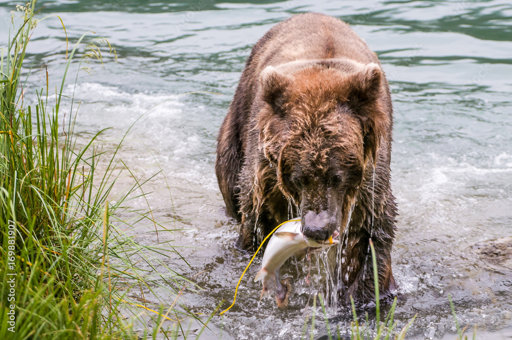 Fototapeta premium orso grizzly in fiume in alaska