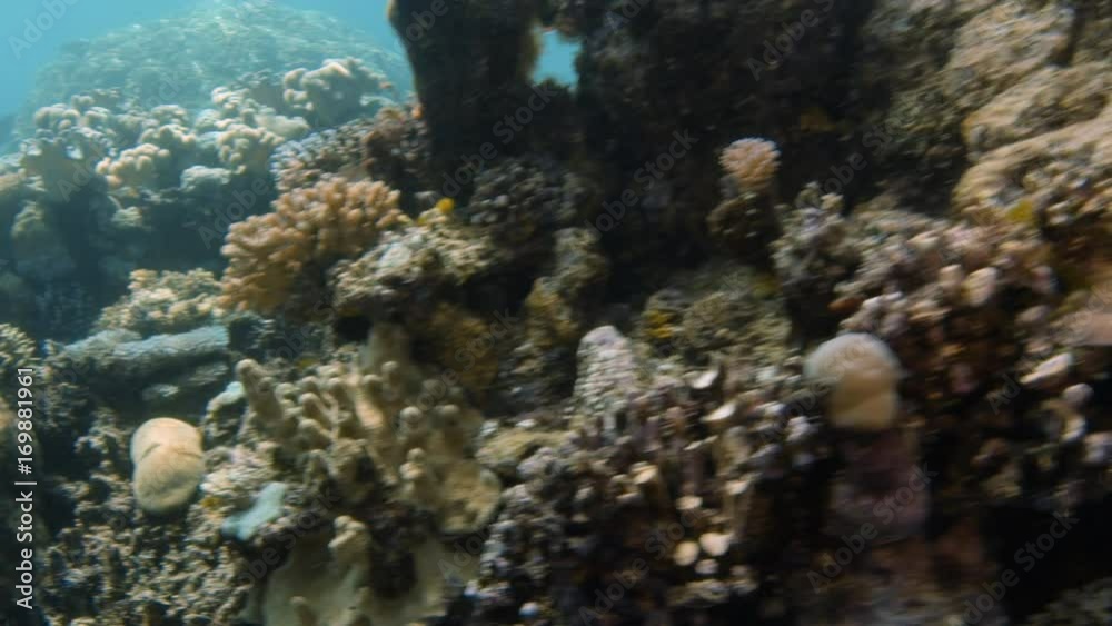A full shot of different coral reefs. Shot pans to the right. A full shot of different coral reefs. Shot pans to the right.