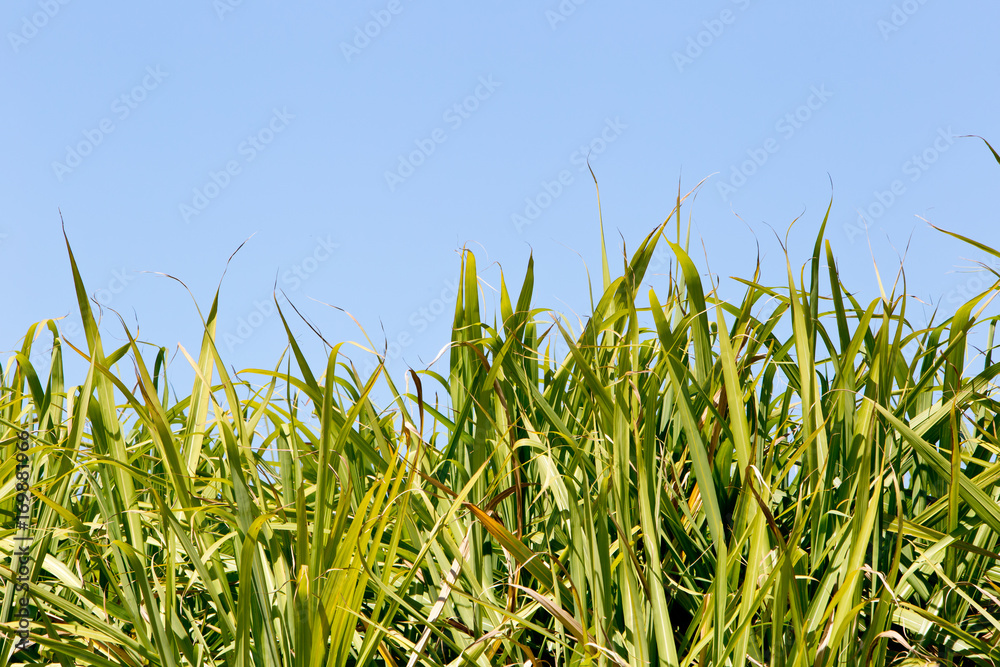 Obraz premium Top foliage of sugar cane crop in field with blue sky