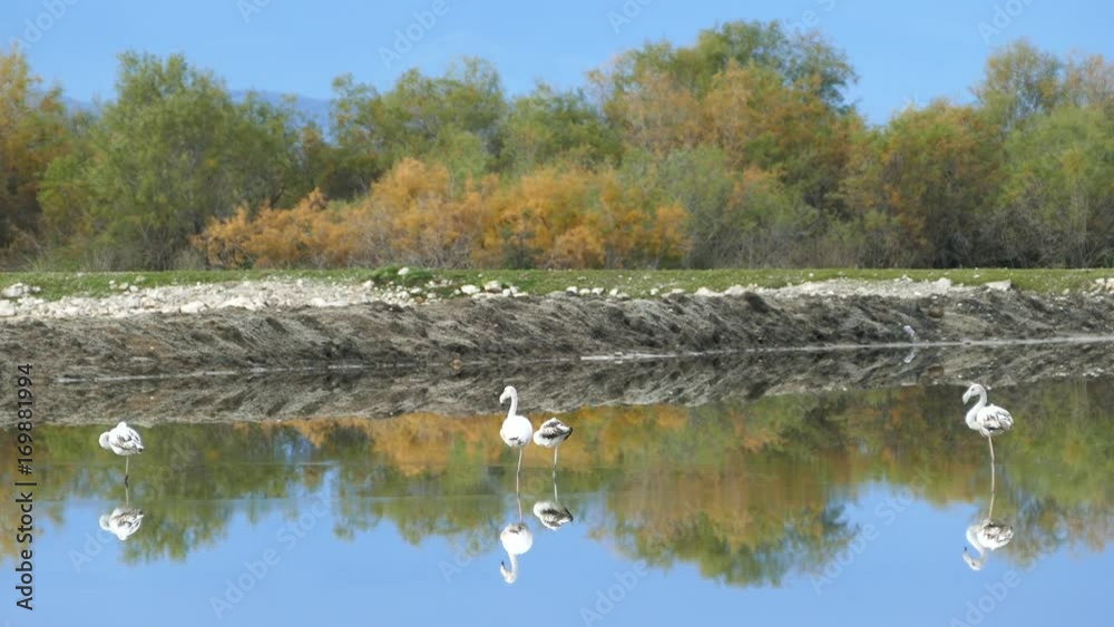 Flamingos resting in a lake at Ethniko Parko Limnothalasson Greece Flamingos resting in a lake at Ethniko Parko Limnothalasson Greece