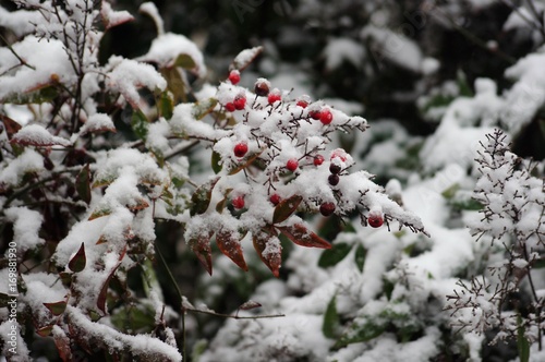 Berries