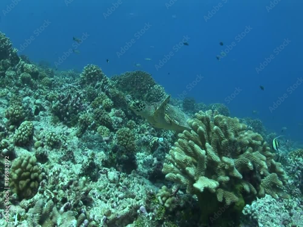 hawksbill turtle swimming rowards camera hawksbill turtle swimming rowards camera