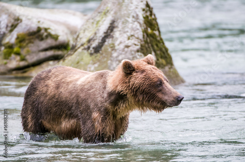 orso grizzly in fiume in alaska © macs