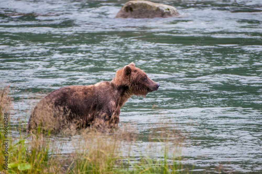 orso grizzly in fiume in alaska orso grizzly in fiume in alaska