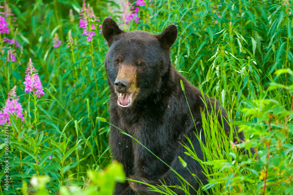 Orso nero americano in foresta Orso nero americano in foresta