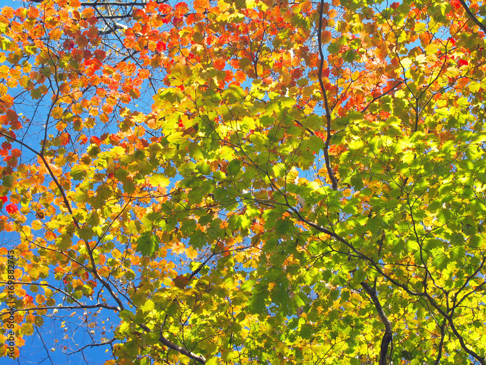 山と紅葉 山と紅葉