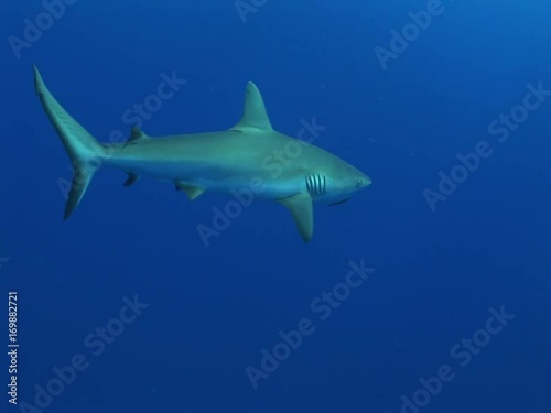 Wallpaper Mural grey reefshark swim towards camera, close Torontodigital.ca