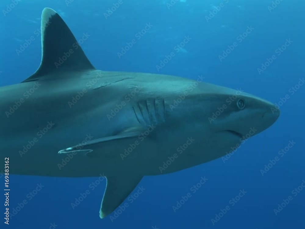 silvertip shark passing close in front of the camera