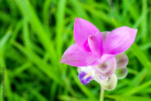 Image of pink flowers garden in the morning. Pink Siam Tulip or Curcuma sessilis flower It is a flower with a beautiful pink color to blossom when it enters the rainy season.
