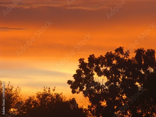 Orange Clouds at Sunset with Trees